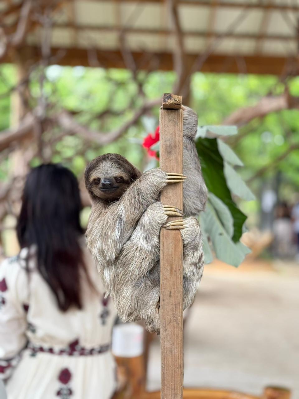 Sloth Park Roatan